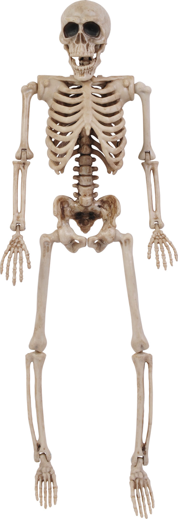 14" Posable Skeleton